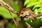 Boophis madagascariensis