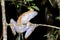 Boophis madagascariensis, andasibe