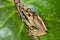 Boophis madagascariensis, ranomafana