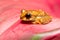 Boophis picturatus, juvenile, Ranomafana National Park, Madagascar wildlife