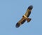 Booted Eagle