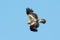 The booted eagle Aquila pennata