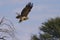 Booted Eagle in Flight