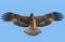 Booted Eagle flying on blue sky