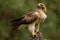 Booted Eagle Hieraaetus pennatus in the nature, Spain