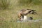 Booted eagle prey eaten in the field