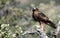 booted eagle watches from his perch