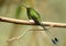 Booted Racket-Tail