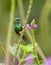 A Booted Racket-Tail Hummingbird