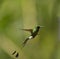 Booted Racket-tail hummingbird