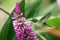 Booted Racket-tail  hummingbird feeding on orchid