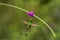 Booted Racket-tail, Ocreatus underwoodi hovering next to violet flower, bird from tropical forest, Manu national park, Peru