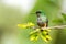 Booted Racket-tail, Ocreatus underwoodi sitting on branch, bird from tropical forest, Manu national park, Peru