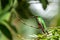 Booted Racket-tail, Ocreatus underwoodi sitting on branch, bird from tropical forest, Manu national park, Peru