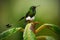 Booted Racket-tail, Ocreatus underwoodii, rare hummingbird from Ecuador, green bird sitting on a beautiful flower, action scene in