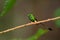 Booted Racquet-tail - Ocreatus underwoodii