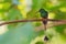 Booted Racquet-tail - Ocreatus underwoodii