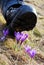 Booth crushing crocus flowers