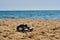 Boots on beach. Shoes on sand near sea. Lone sneakers. Black white sneakers.