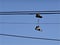 Boots hanging from electrical wires in Burnaby, BC
