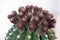 Boquet of Barrel Cactus Flower Buds in the early morning in Riverside California