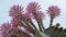 Boquet of Barrel Cactus Flowers in the early morning in Riverside California