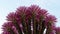 Boquet of Barrel Cactus flowers in Riverside California