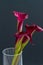 Boquet of calla lily over black background