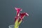 Boquet of calla lily over dark background