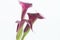 Boquet of calla lily over white background