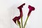Boquet of calla lily over white background