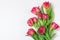 Boquet of red and pink tulips. Floral white background with space for text
