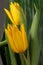 Boquet of tulips macro