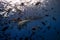 Bora bora shark feeding Lemon Sharks Negaprion brevirostris