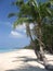 Boracay beach palm trees philippines