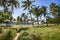 Boracay tropical paradise island with palm trees