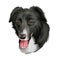 Borador digital art illustration of cute canine animal. Crossbreed dog created by crossing Labrador Retriever and Border