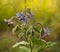 Borage blue starflower annual herb edible leaves