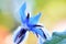 Borage Bluestar Flower Bud 01