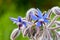 Borage Bluestar Flower Duo 01