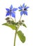 Borage Borago officinalis