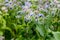 Borage (borago officinalis), also known as a starflower is growing in the garden for culinary and medicinal uses