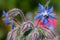 Borage borago officinalis flower