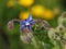 Borage - Borago officinalis. Sintra, Portugal