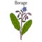 Borage Borago officinalis , or starflower, culinary and medicinal plant
