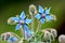 Borage borago officinalis starflower edible flower with bright blue petals on natural green background