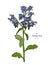 Borage Borago officinalis, or starflower hand drawn sketch