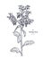 Borage Borago officinalis, or starflower hand drawn sketch