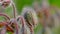 Borage bud or Beebread flower or Borago Officinalis.