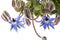 Borage flower